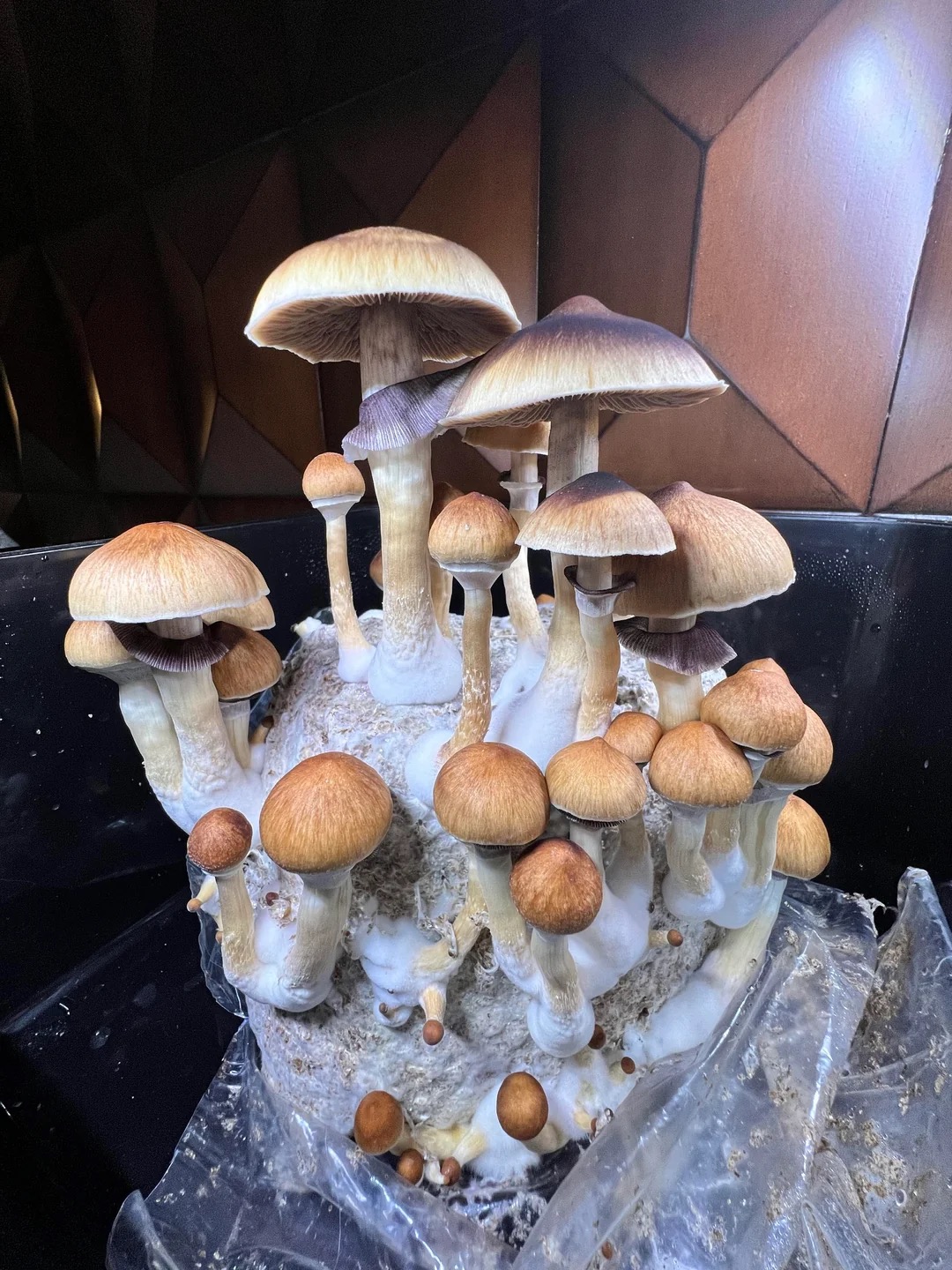 Psilocybin Mushrooms